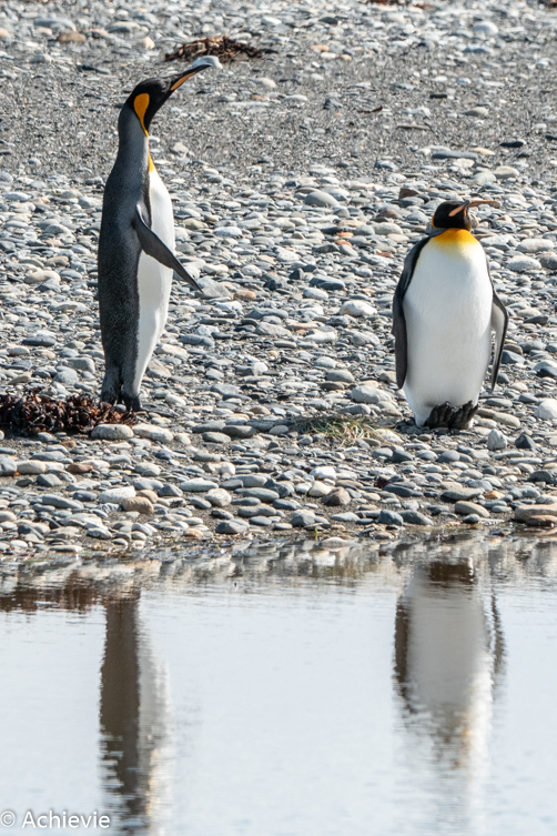 King penguin - Wikipedia