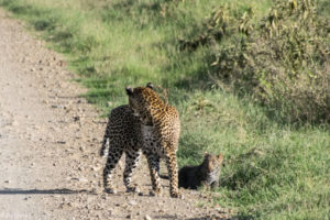 Kenya - Lake Nakuru - Big 5 - Leopard with baby crossed