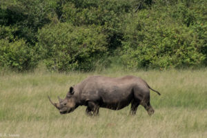 Kenya - Masai Mara - Big 5 - White Rhino solitary