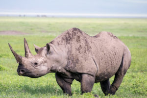 Tanzania - Ngorongoro - Big 5 - Black rhino