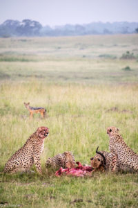 Masai Mara, Kenya - Safari - Game drive - Cheetah eating impala with jackal spotting