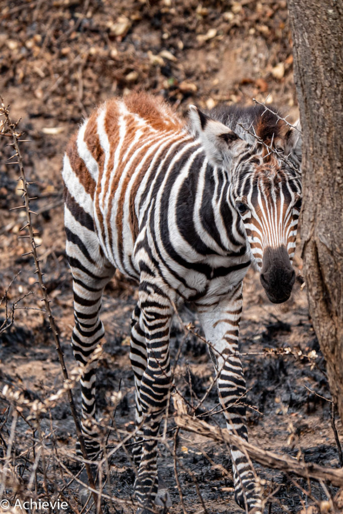 Zebra